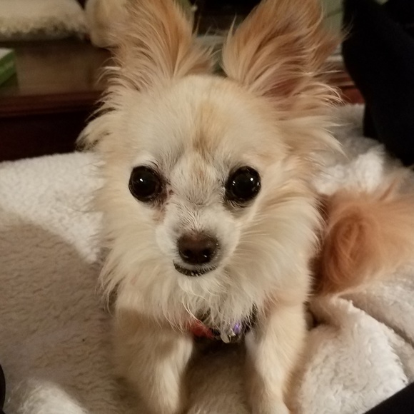 Plaid button down blouse sz. L NEW - Picture 6 of 9